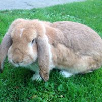 Hannah (@jolawrence04081) 's Twitter Profile Photo