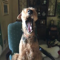 Nelda Moore - @Airedales49 Twitter Profile Photo