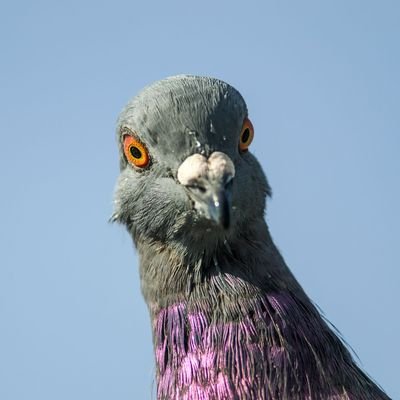 FreeThePigeons's profile picture. Hi, I'm A Pigeon , I Am New To This Human Stuff. Oh And Btw I Like Bread.  
Uh uh i mean prrt prrt.