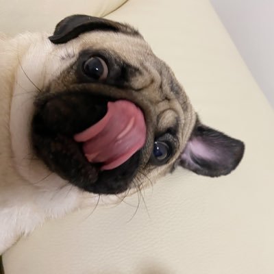 bjmcwer's profile picture. 明知会磕死 非往死里磕