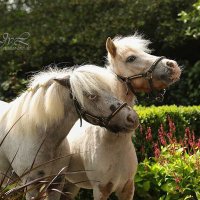 Ilka Stehn (@klassischreiten) Twitter profile photo