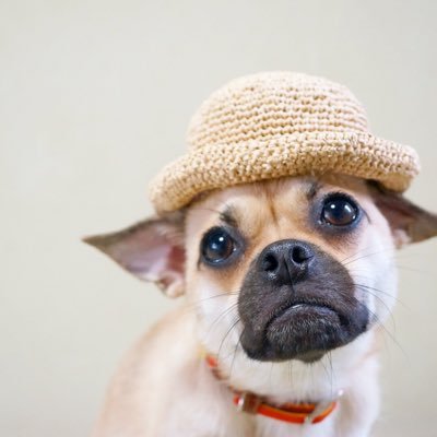 ジンジャー パグxチワワmix 飼い主が 在宅勤務 だからずっとベッタリできるのだ ジンジャー チワパグ パグチワ パグmix チワワmix