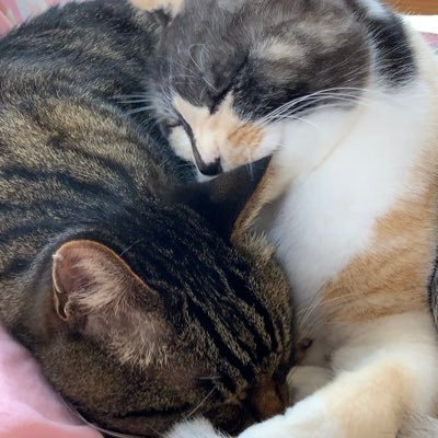 yokko_kokokara's profile picture. 兵庫県加古川市の「劇団ここから」で役者兼制作担当してます。芝居に限らず、音楽、ダンス、ステージ関係は観るのも聴くのも大好き！