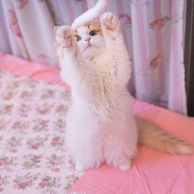 川越市在住🏠猫が大好きで可愛い猫の画像やおもしろ動画を見るのが好きです😻猫のしぐさやいろんな表情に癒されます🌈🐾猫好きな方、写真を載せている方などなど😊フォロー大歓迎です🐾どうぞよろしくお願いいたします👩❗