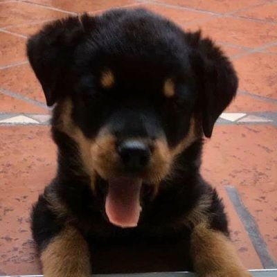 po_tenza's profile picture. Viendo que onda.