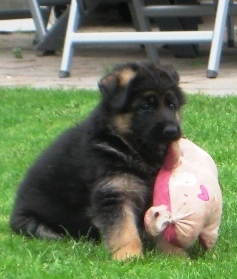 Pfalzerheide's profile picture. Breedings of high quality German Shepherds.