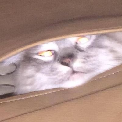 UnwantedGuest12's profile picture. Absolutely Vile