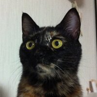サビ猫 (@mau299) 's Twitter Profile