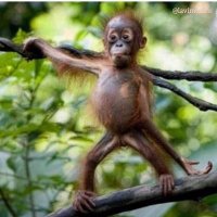 Stjoaps (@stjoaps) 's Twitter Profile Photo