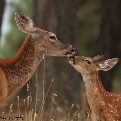 Protégeons la pureté de la nature. Ici on aime bien se moquer des chasseurs.