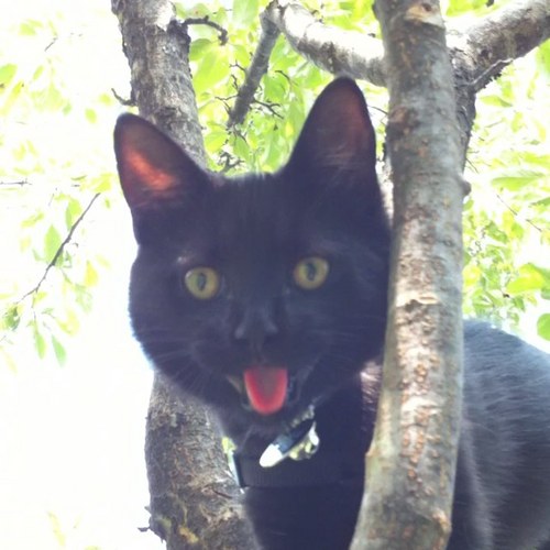 innominata_8's profile picture. 