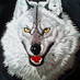 wolf-junji (@wolf_junji) Twitter profile photo