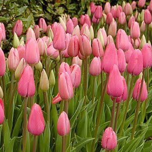 NooorSmail's profile picture. 