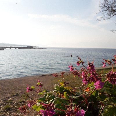 Jelena2411's profile picture. 