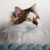 Mousecow (@mousecowtoday) 's Twitter Profile