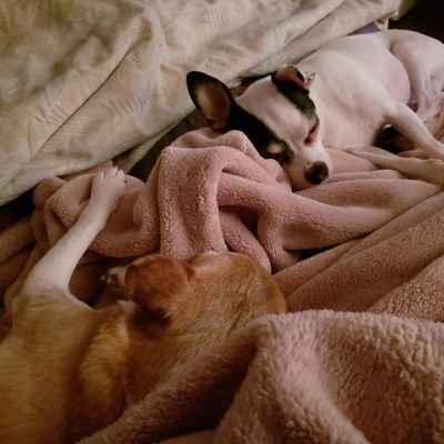 Terripil's profile picture. 