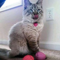 Micha522 (@micha5221) 's Twitter Profile