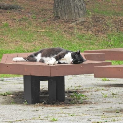 mondayharvest's profile picture. 雑談よりも軽い談、感覚なんで生ぬるい目で見やってください。  もちろん、当然の如く暮らしに役立つ情報を発信する意思もありました！#雑談　 #カルダン