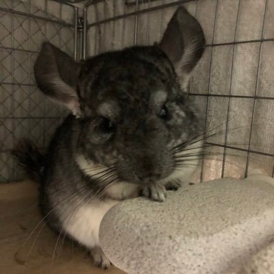 qfbtzTff38ro9Zx's profile picture. 2019年8月生まれ。2019年12月11日からチンチラのゆうたが家族になりました。