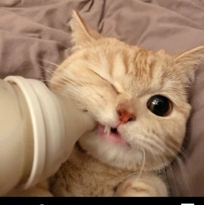 mangiamagna8's profile picture. https://t.co/AONqVsvVmi