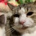 shu_agu (@shu_agu) Twitter profile photo shu_agu (@shu_agu) Twitter profile photo