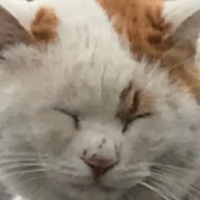 PiPiPiPizzatto's profile picture. ROM専垢/20↑