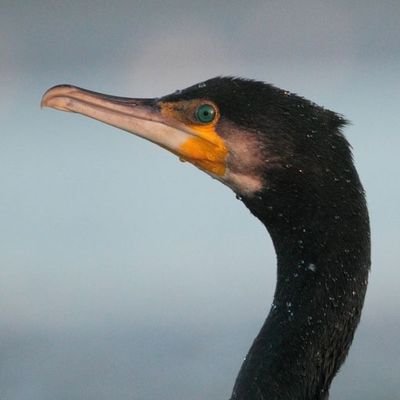 pedrolecormoran Profile Picture