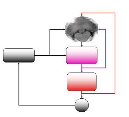 Neuroscientist studying motor control and the physiology of the motor system.