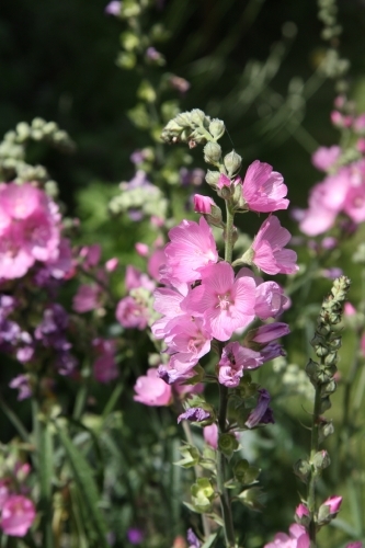 Adventures in my kitchen-garden.  What to grow, when to sow, recipes I want to share, an exposé of the highs and lows of my gardening/culinary year.