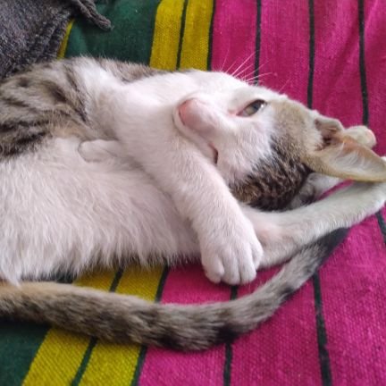 RajeshKamble_'s profile picture. Gadgets Movies Cricket