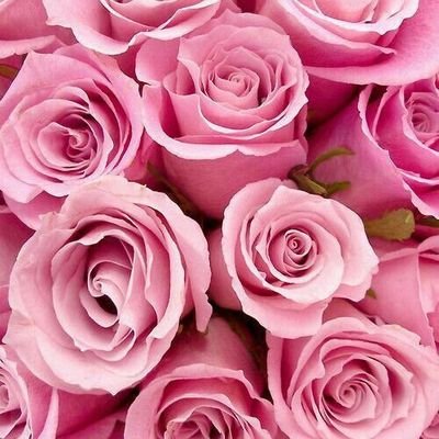 Rosa11944552's profile picture. 