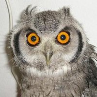 Brio de Topola (@briodetopola) 's Twitter Profile