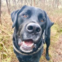 KerryNorrie (@knizzle12) 's Twitter Profile