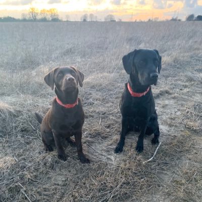 Callo12's profile picture. #family #lovetorun #labs #ynwa