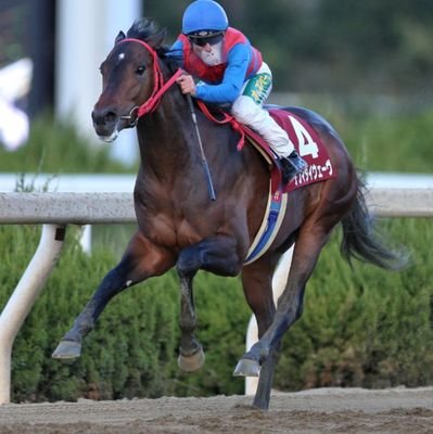 vqZ3pgkzwwlLnzl's profile picture. 園田競馬場で馬乗ってます。