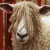 Corderamagallanica (@corderamagalla1) Twitter profile photo Corderamagallanica (@corderamagalla1) Twitter profile photo