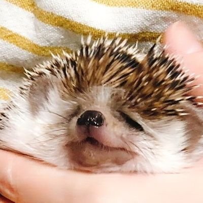NopeDawn's profile picture. nothing