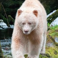 The Canadian Border (@border_canadian) 's Twitter Profile