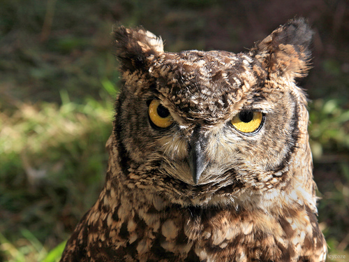 bsarangerchuck's profile picture. Ranger at America's favorite scout camp!