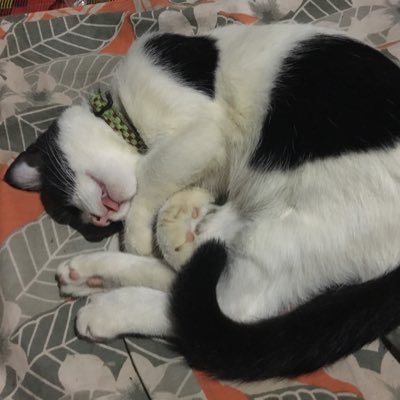 chokapokky's profile picture. 