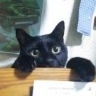 MOFUMOFUJOU's profile picture. 生まれも育ちも北海道です♪
ヾ(´ー｀)ノ
くにつく組
もふもふ♪とメカをこよなく愛するジョウです♪
若い時の事故の影響で体調崩しやすいです
宜しくお願い致します
ヾ(´ー｀)ノ