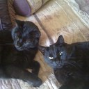 daniel blatt - @dannyblatt - Twitter