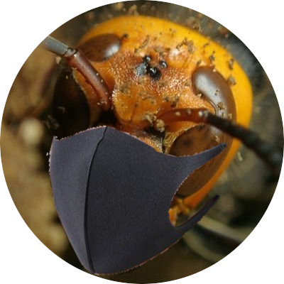 昆虫愛者です。地元で見られた虫を紹介したりしていますので、苦手な方は注意、虫居。
独り言用アカウント(鍵)→@KTbpqd_sp