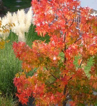 http://t.co/4YcZCBRxe1 bietet alles Wissenswerte rund um den Amberbaum.