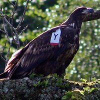 Dan the Feathers (@danthefeathers) 's Twitter Profile