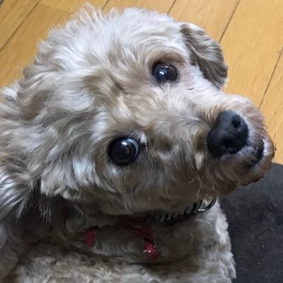 Ie_chi4's profile picture. プラプラ仙人