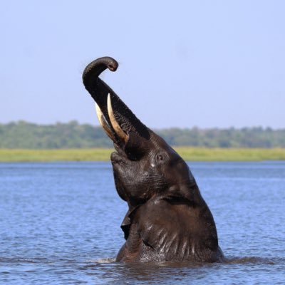 The Chobe National Park - Botswana. A remarkable place home to more elephant than anywhere else in Africa & hosting the annual #ThisIsChobe Live Twitter safari!