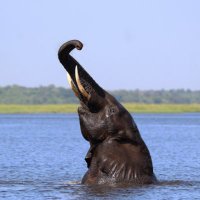 This is Chobe (@thisischobe) 's Twitter Profile