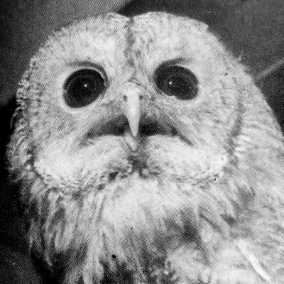 Strix aluco:
Natuur, vogels, zoogdieren, insecten.
SBB.
Techneut, sporenzoeker.
Houdt van wandelen, rennen en fietsen.
