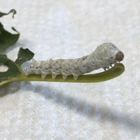 keiko@京都減税会〜11月1日は減税サミットin関西 (@keikokei22) 's Twitter Profile Photo